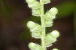 Heartleaf skullcap